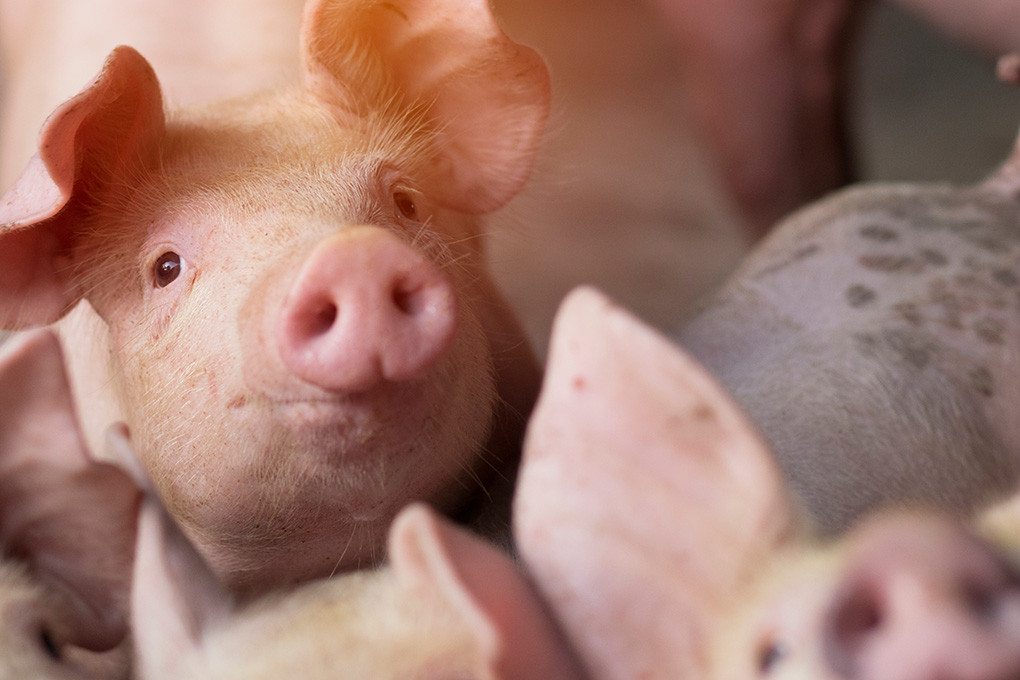 African Swine Fever African Swine Fever